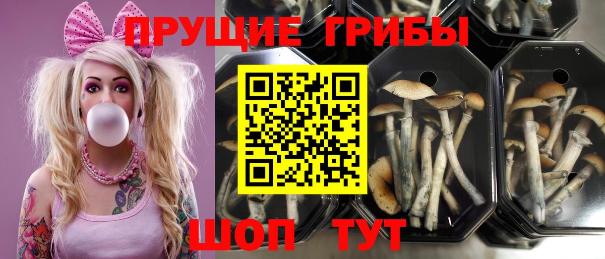 Псилоцибиновые грибы мухоморы Обнинск